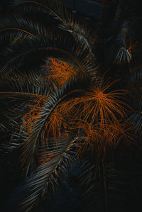 Full frame shot of palm trees at night