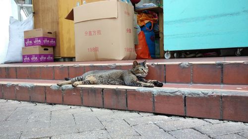 Tabby cat lying on steps