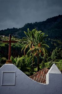 Palm trees against sky