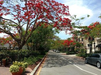 View of trees by road in city