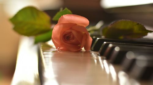 Close-up of rose on piano