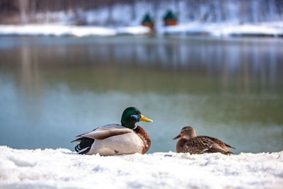 Ducks on a lake