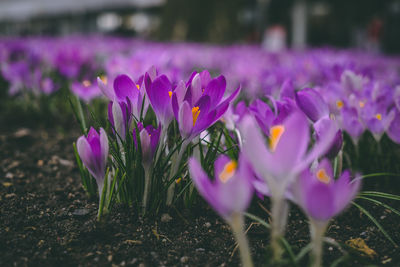Close-up of purple crocus flowers on field