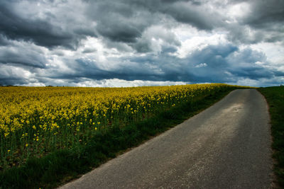 Yellow flowers growing on field by road against sky