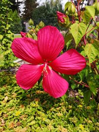 Close-up of pink flowering plant