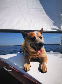 Dog looking away while standing by sea