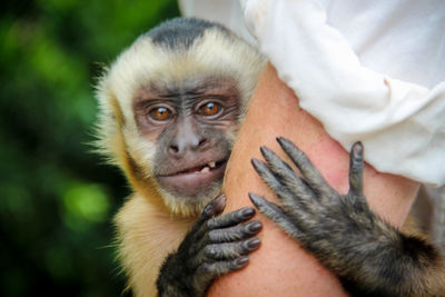 Close-up portrait of hand holding rabbit