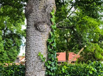 Tree trunk amidst plants in forest