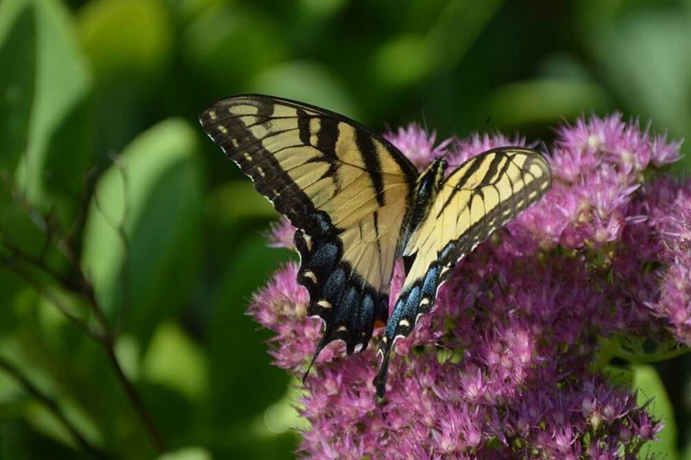 CLOSE-UP OF BUTTERFLY POLLINATING FLOWER