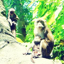 Low angle view of monkey sitting on tree