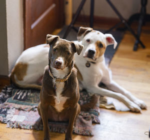 Portrait of dog sitting on floor