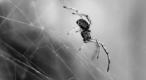 Close-up of spider on web