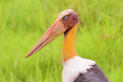 Close-up of bird