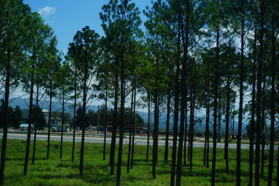 Trees on grass against sky