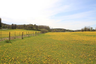 Scenic view of field against sky