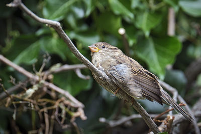 Close-up of bird perching on branch