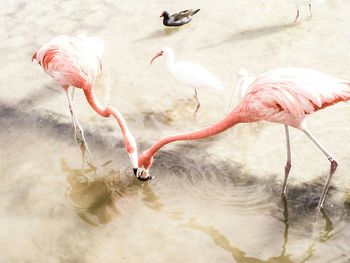 High angle view of flamingoes and white ibis in lake