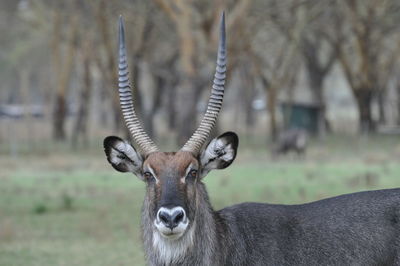 Close-up portrait of kudu standing on field