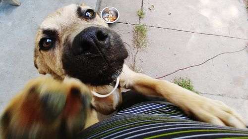 Close-up portrait of dog