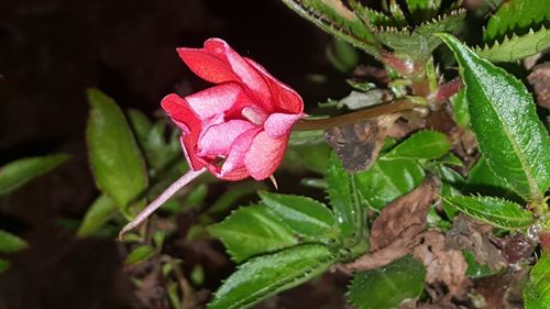 Close-up of pink flower