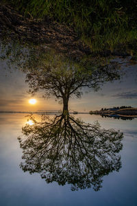 Tree by lake against sky during sunset