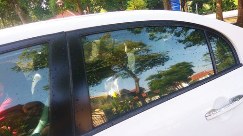 Reflection of trees on glass window