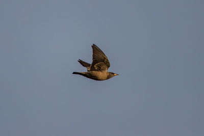 Low angle view of bird flying against clear sky