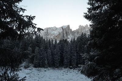 Pine trees in forest against sky during winter