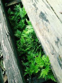 Close-up of ivy growing on tree