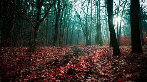 Trees in forest