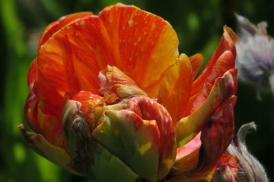 Close-up of red tulip