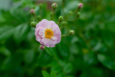 Close-up of pink flower