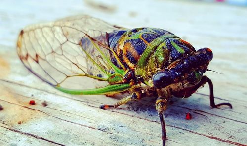 Close-up of insect on wooden plank