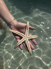 starfish