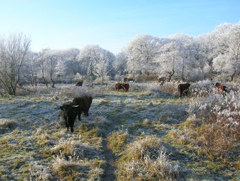 Highland cattle on landscape