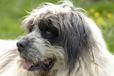 Close-up of dog looking away