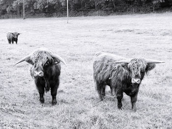 Cows in a field