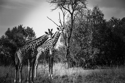 Low angle view of trees against sky