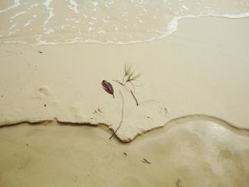 High angle view of crab on wet sand