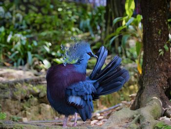 Close-up of bird perching on a tree