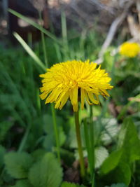 Close-up of yellow flowering plant