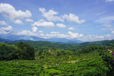 Scenic view of field against sky
