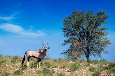 Deer standing by tree on field against sky