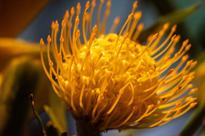 Close-up of yellow flowering plant