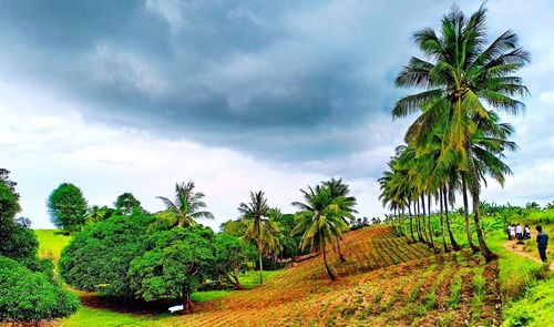 Palm trees growing on field against sky