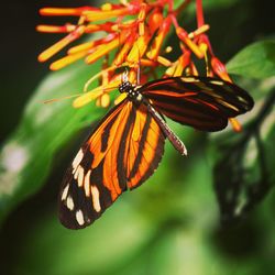 Butterfly on flower