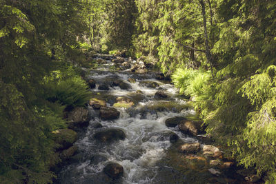 View of forest river