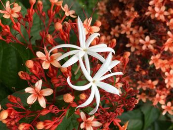 Close-up of flowers blooming outdoors