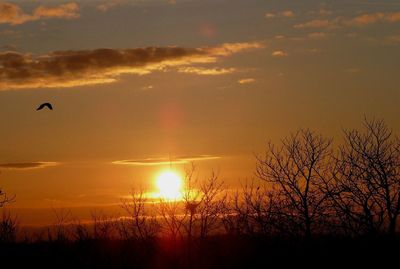 Silhouette plants against sky during sunset