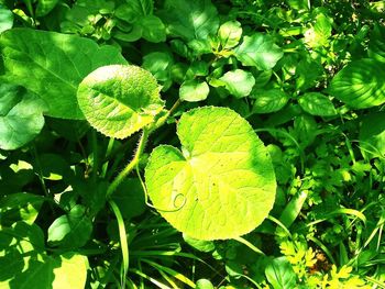 Close-up of fresh green plant